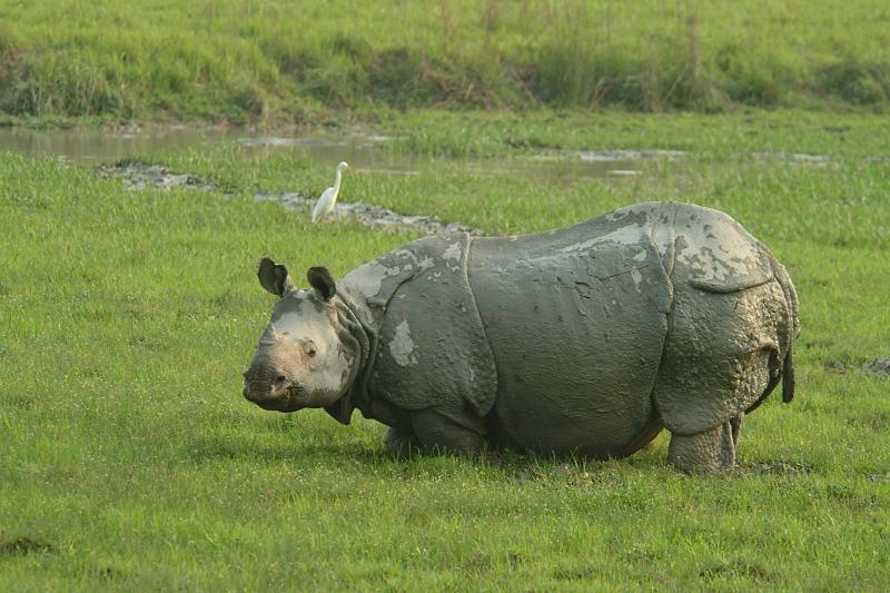 rhino in kaziranga
