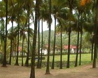 Palm groves near the resort