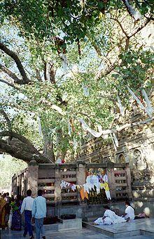 Mahabodhi Tree at Bodh Gaya