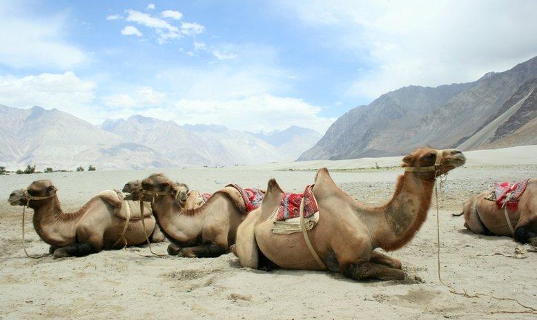 View of the Nubra valley and the Camels