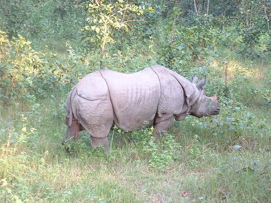 Rhinoceros at Chitwan National Park