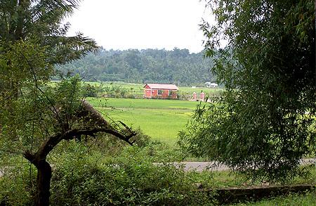 Dreams amidst the lush green vegetation