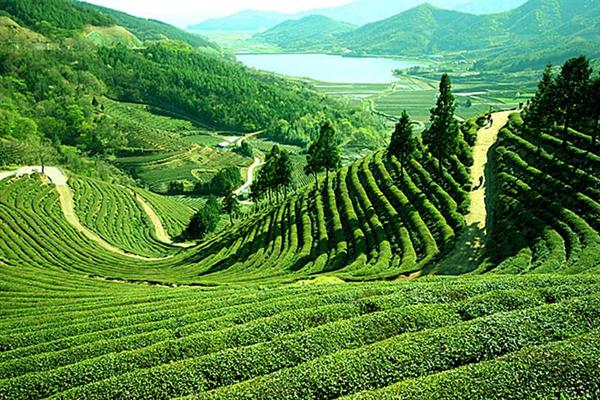 Tea gardens in Darjeeling