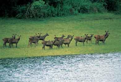 wild animals at Idukki wild life Sanctuary