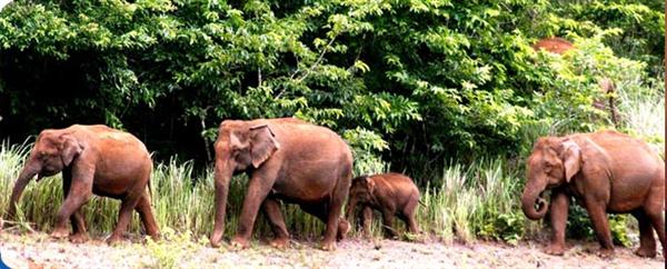 Elephants at Idukki Wildlife sanctuary