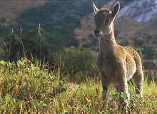 Deer at Idukki Wildlife sanctuary