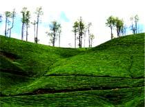 Coorg Tea Plantations