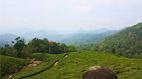 View of the Tea Plantations in Munnar