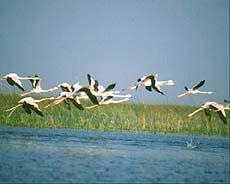 Chilika Photo