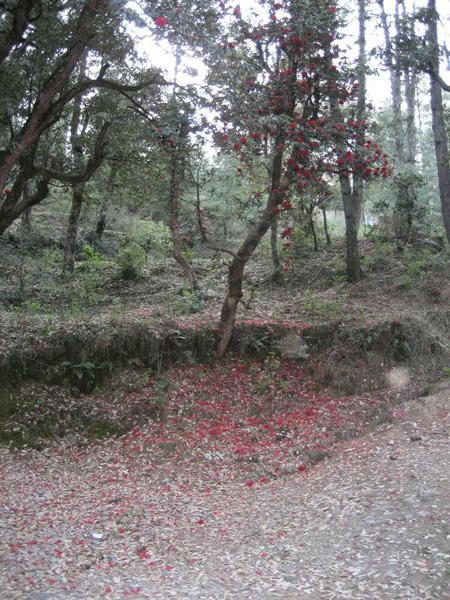 View of Chakrata