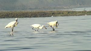 sur sarovar lake