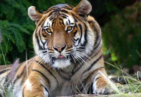 A Royal Bengal Tiger at Jim Corbett National Park 