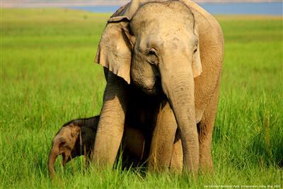 Elephant at Jim Corbett National Park 