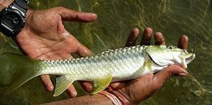 Fishing at Jim Corbett National park